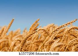 Golden wheat field Golden wheat field