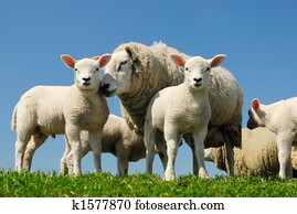 sheep, ב, קפוץ
