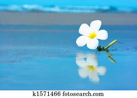 Tropical flower on the beachv