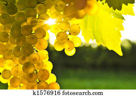 Yellow grapes Yellow grapes