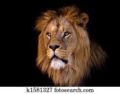 big african male lion big african male lion