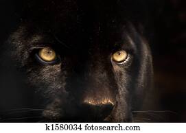 black panther black panther