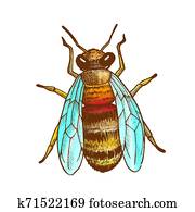 Color Striped Bee Flying Insect Animal Top View Color Striped Bee Flying Insect Animal Top View