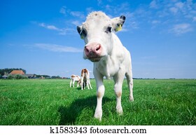 cute baby cow