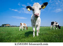 Stock Photograph Of Cute Baby Cow K1583399 Search Stock