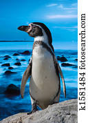cute penguin cute penguin