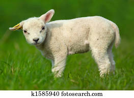 Cute sheep