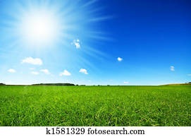 fresh green grass with bright blue sky