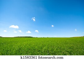 fresh green grass with bright blue sky