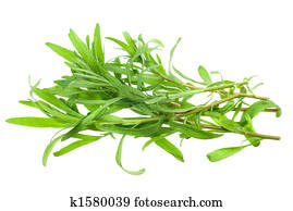 fresh tarragon herb fresh tarragon herb