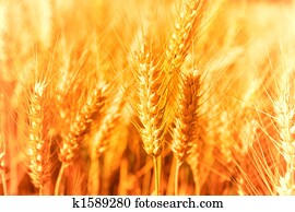 Golden Harvest Golden Harvest