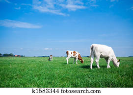 grazing cows 