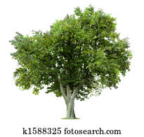 Isolated Apple tree Isolated Apple tree