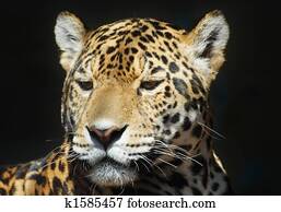 leopard leopard