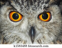 owl owl