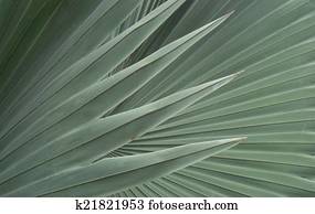 Palm leaf background