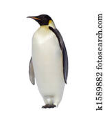 Penguin Penguin