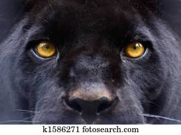 The eyes of a black panther The eyes of a black panther