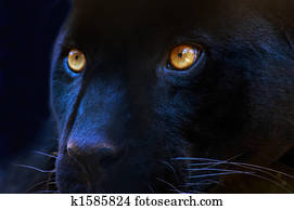 The eyes of a predator The eyes of a predator
