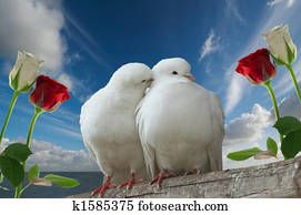 wihte doves in love wihte doves in love