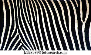 zebra texture zebra texture