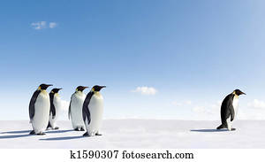 Emperor Penguins Emperor Penguins