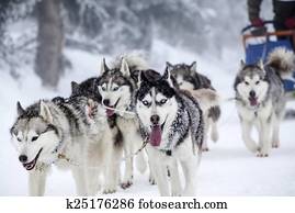 Enthusiastic team of dogs in a dog sledding race. Enthusiastic team of dogs in a dog sledding race.