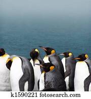 King penguins