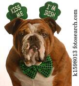 St. Patrick's Day dog St. Patrick's Day dog