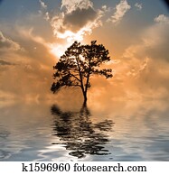 Water and tree sunset Water and tree sunset