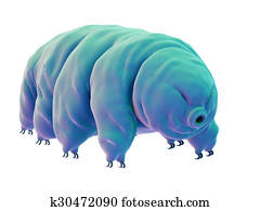 a water bear a water bear