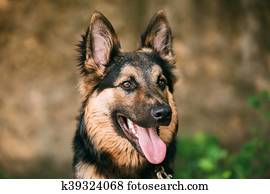 Portrait Of Medium Size Long Haired Mongrel Black And Red Dog