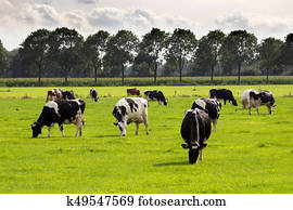 vaca preta branca, pastar, fazenda, boiada