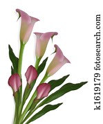 Calla Lilies on white Background Calla Lilies on white Background