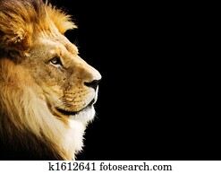 Lion portrait Lion portrait