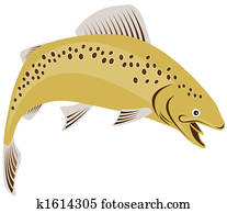 Rainbow trout Rainbow trout