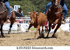 Rodeo Steer Running