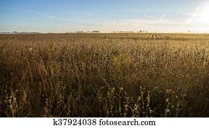 Wheat Field Horizon