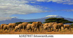 African Elephant Herd