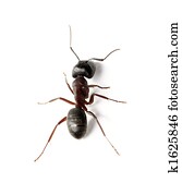 Ant Ant