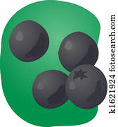 Blueberries illustration
