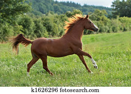 Horse Horse
