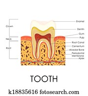 Human Tooth Anatomy