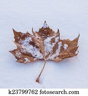 leaf in snow