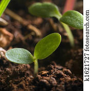 new sprout new sprout