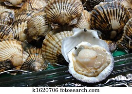 Seafood: Scallop Seafood: Scallop