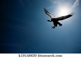Vulture flying in front of the sun (digital composite)