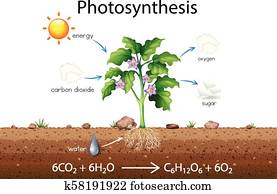 פוטוסינתיזה, הסבר, מדע, תרשים