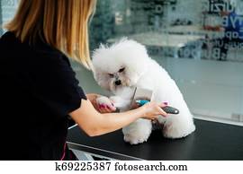 Bichon Fries at a dog grooming salon Bichon Fries at a dog grooming salon