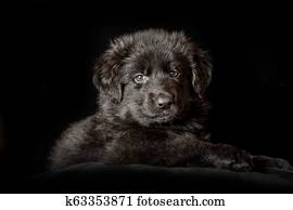 Black Long Haired German Shepherd Puppy On Black Stock Image